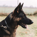 Load image into Gallery viewer, Zgarda Sprenger tip lant din inox, cu carabiniera tip carlig – ideala pentru caini in crestere