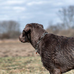 Load image into Gallery viewer, Zgarda Sprenger tip lant din inox, cu carabiniera tip carlig – ideala pentru caini in crestere