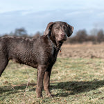 Load image into Gallery viewer, Zgarda Sprenger tip lant din inox, cu carabiniera tip carlig – ideala pentru caini in crestere