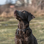 Load image into Gallery viewer, Zgarda Sprenger tip lant din inox, cu carabiniera tip carlig – ideala pentru caini in crestere