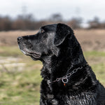 Load image into Gallery viewer, Zgarda Sprenger tip lant din inox, cu carabiniera tip carlig – ideala pentru caini in crestere