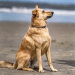 Load image into Gallery viewer, Zgarda Sprenger tip lant din inox, cu carabiniera tip carlig – ideala pentru caini in crestere