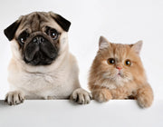 Obezitatea la Câini și Pisici: Costurile Surprinzătoare ale Acelor Extra-Recompense