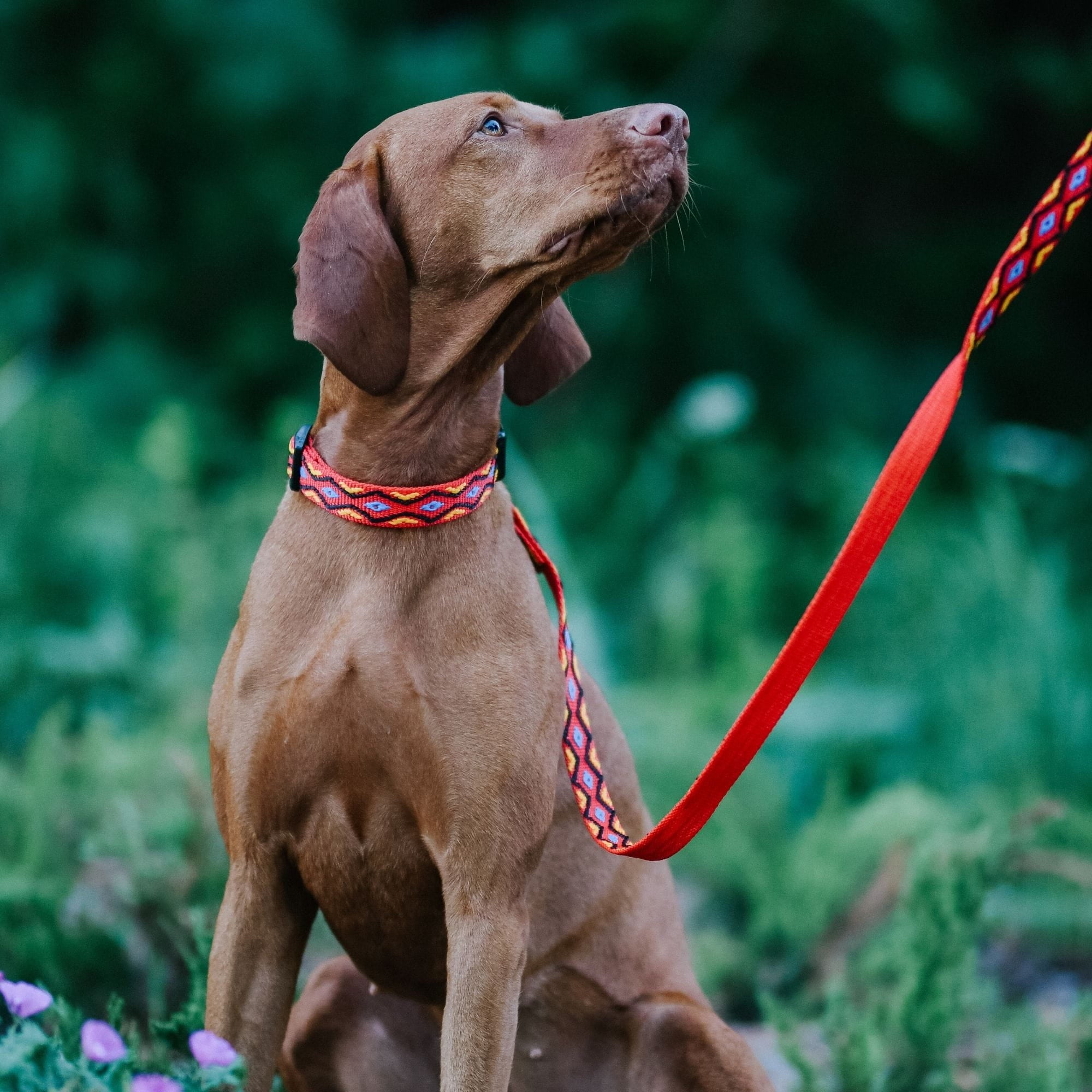 Lesă pentru câini Winnetou