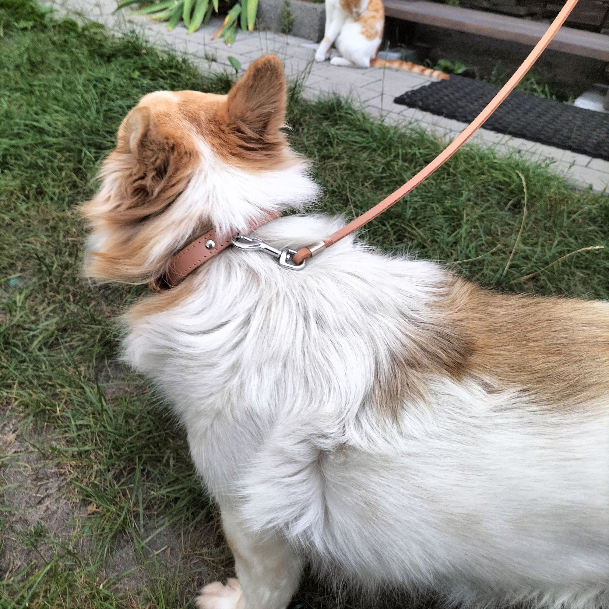 Zgardă clasică pentru câine căptușită cu fetru