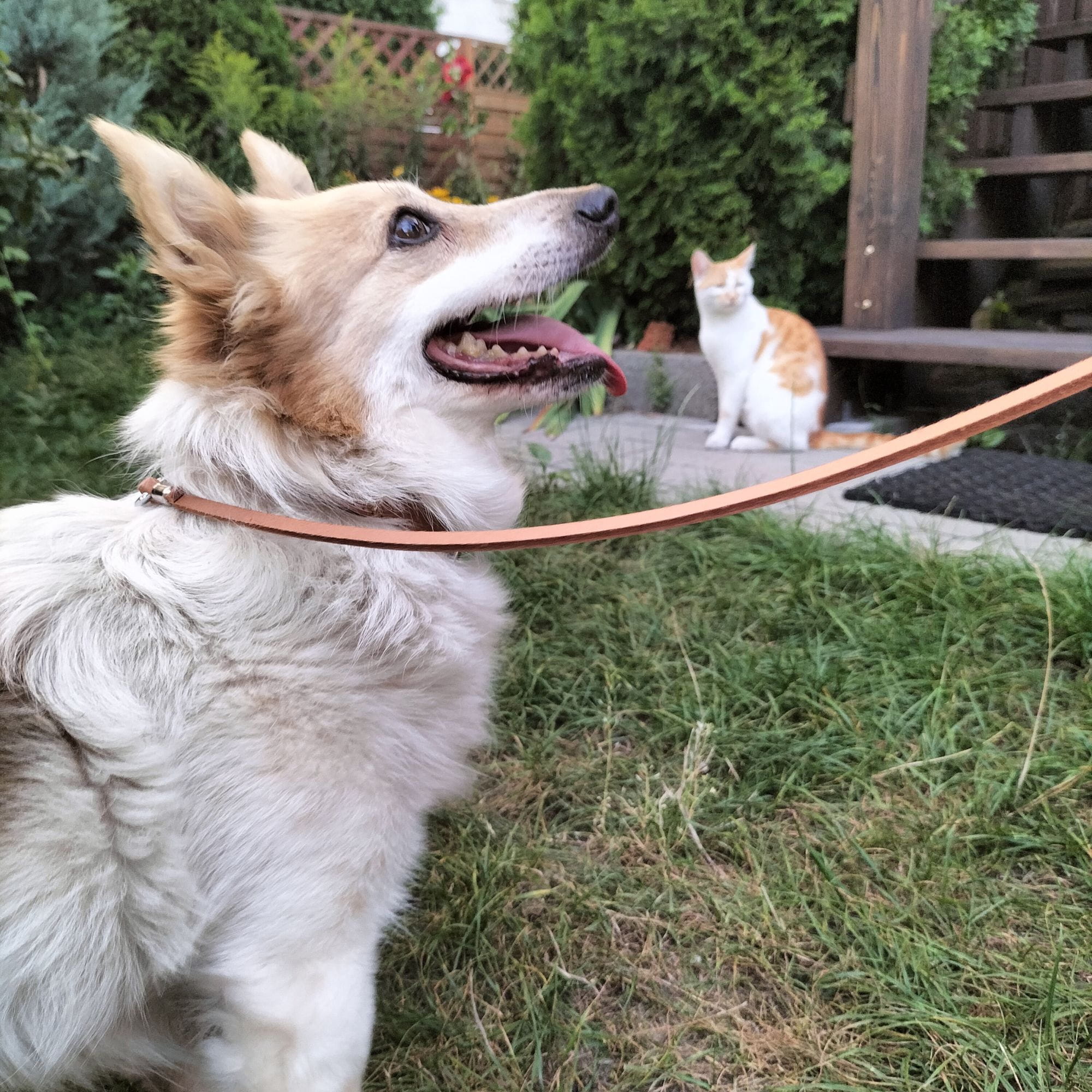 Lesă urbană pentru câini Leather Classic