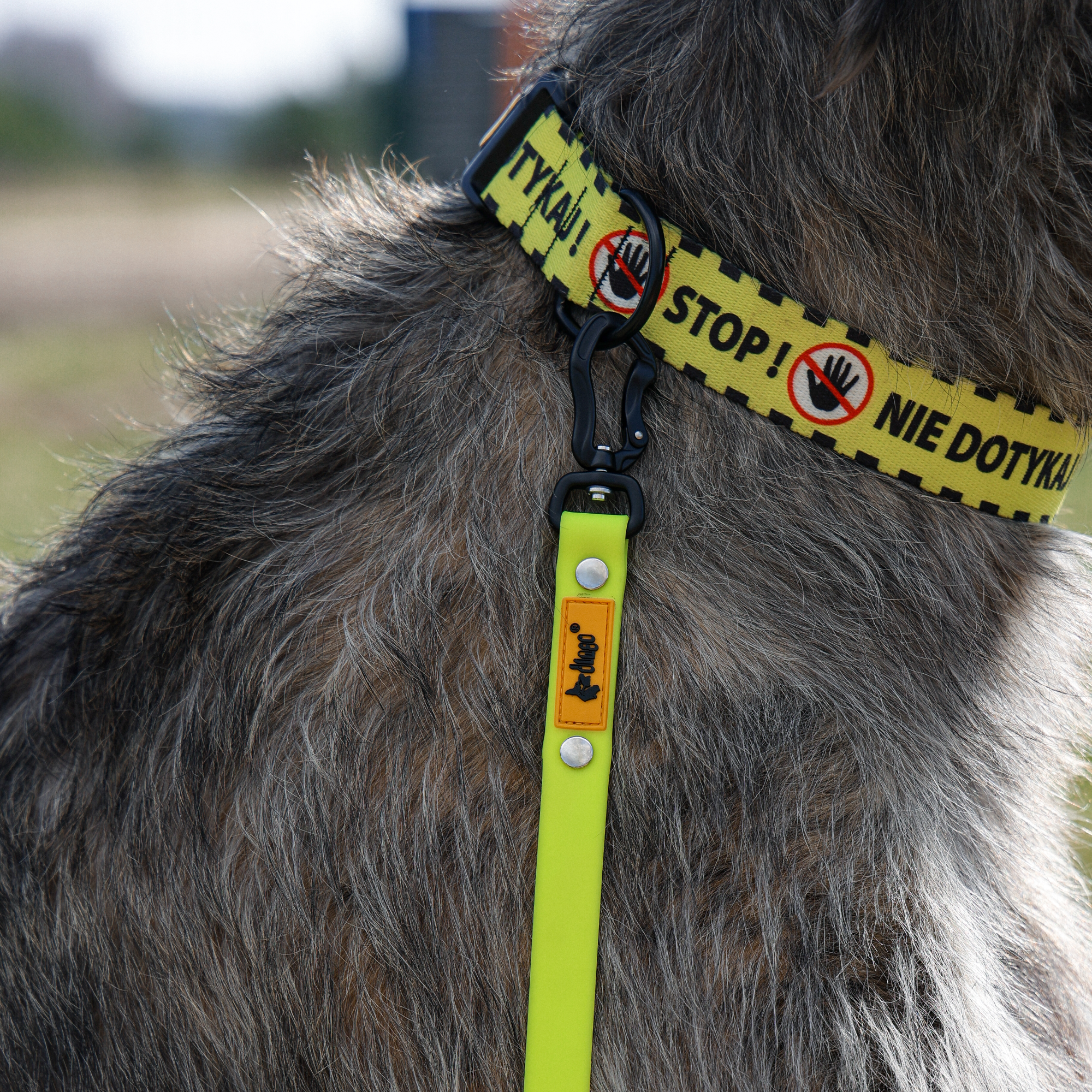 Training leash flex with handle