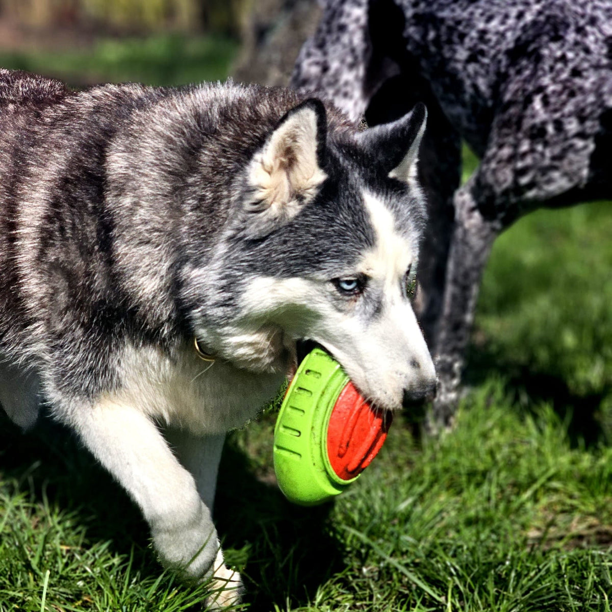 Minge de rugby dentară din cauciuc TPR pentru câini, 17 cm