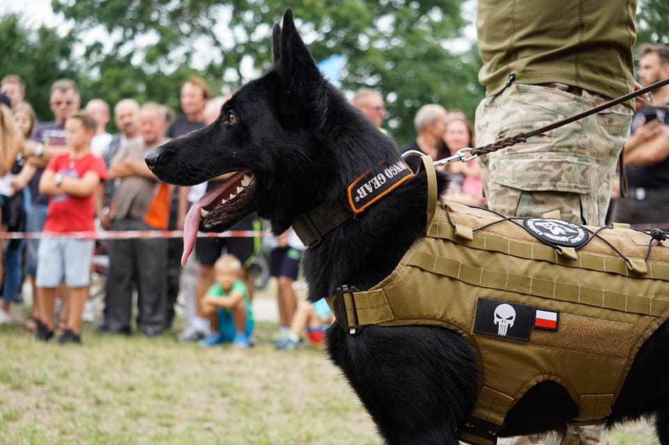 Dingo Gear – ham tactic pentru câini cu sistem MOLLE