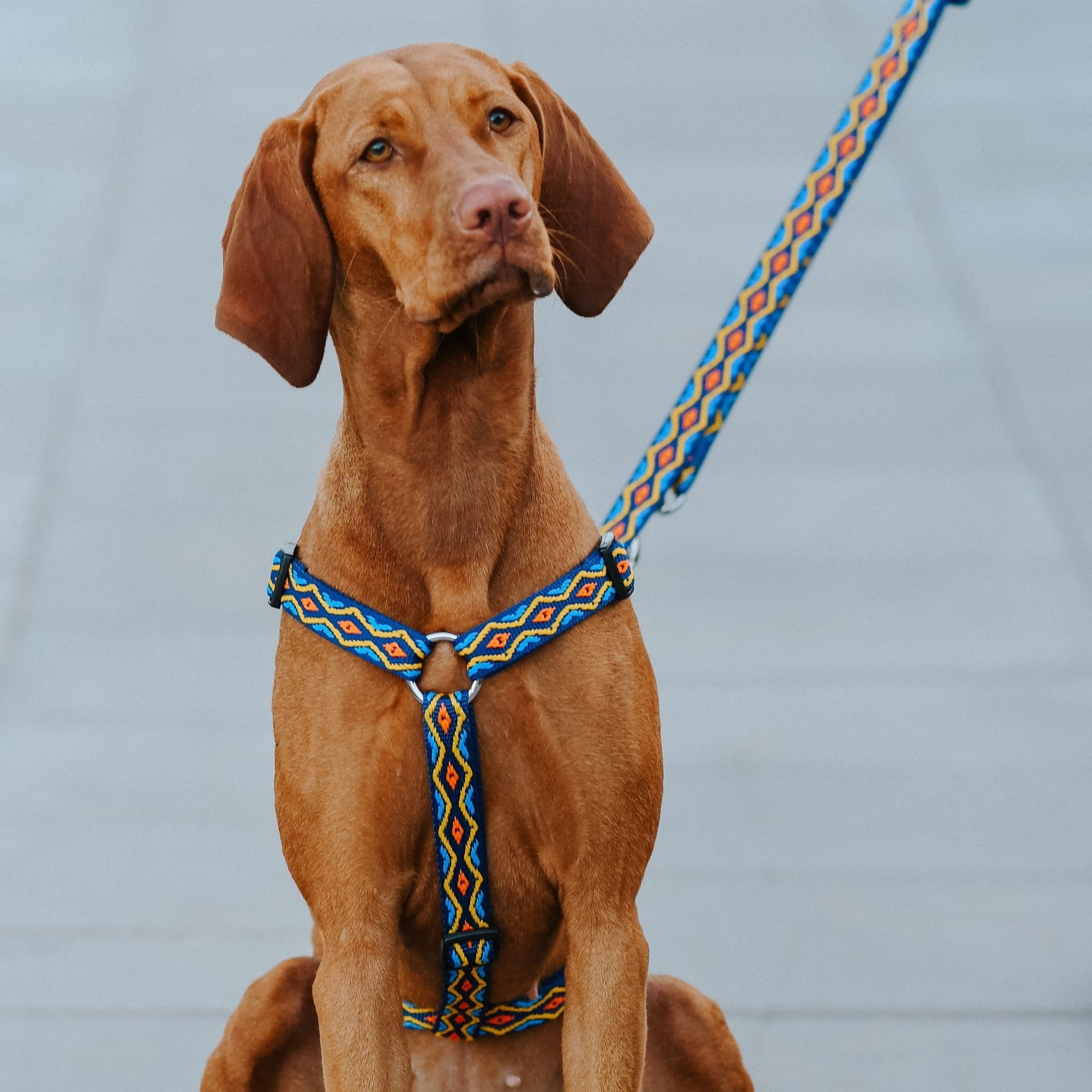 Lesă extensibilă pentru câini Winnetou