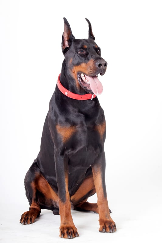 Zgardă decorativă royal