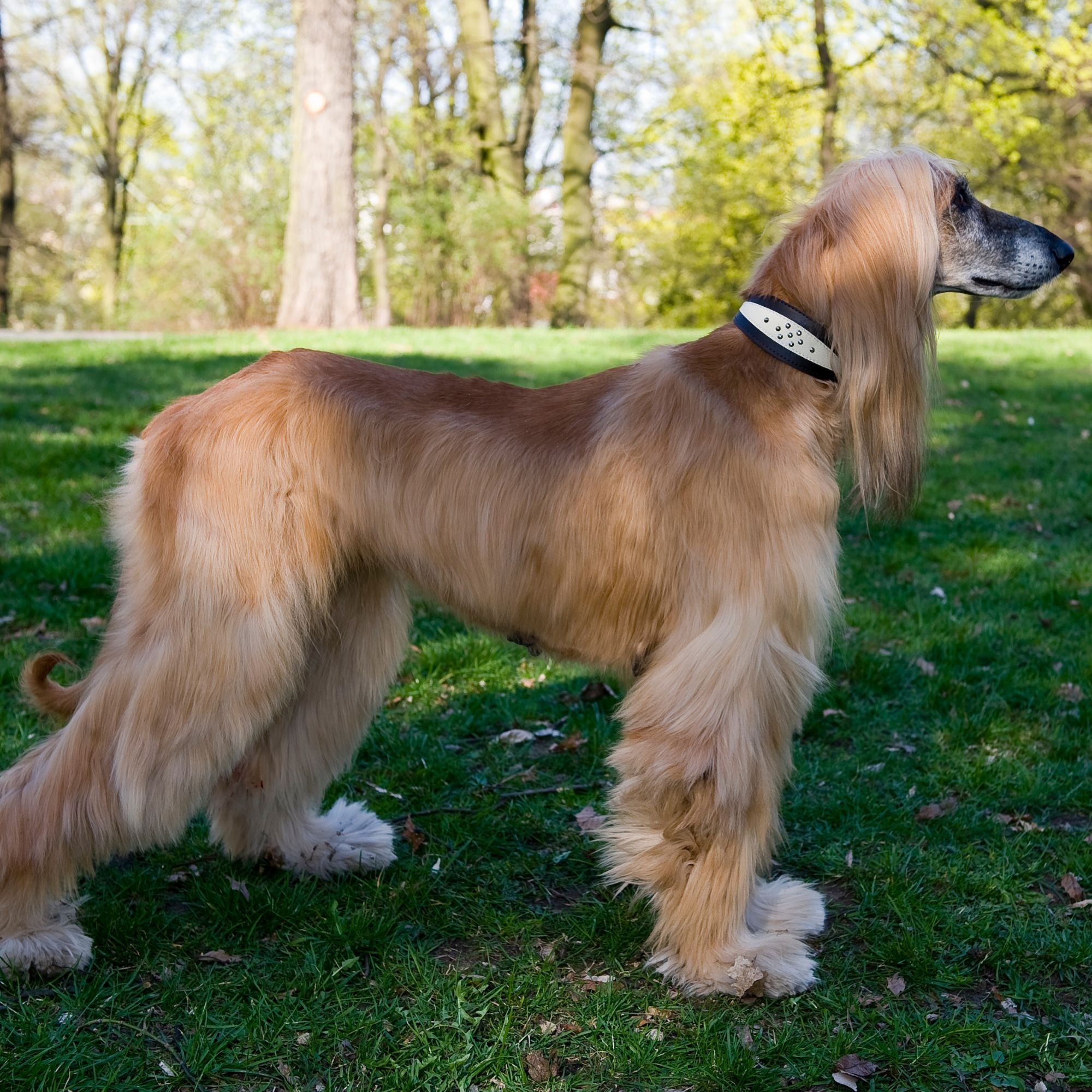 Zgardă din piele pentru ogar, whippet soft