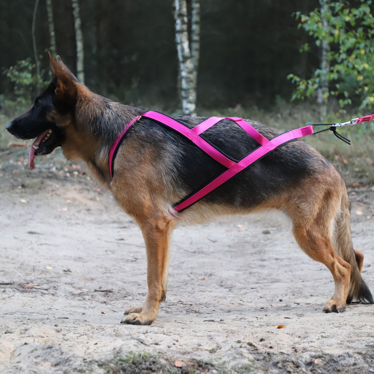 Ham de tracțiune pentru dogtrekking