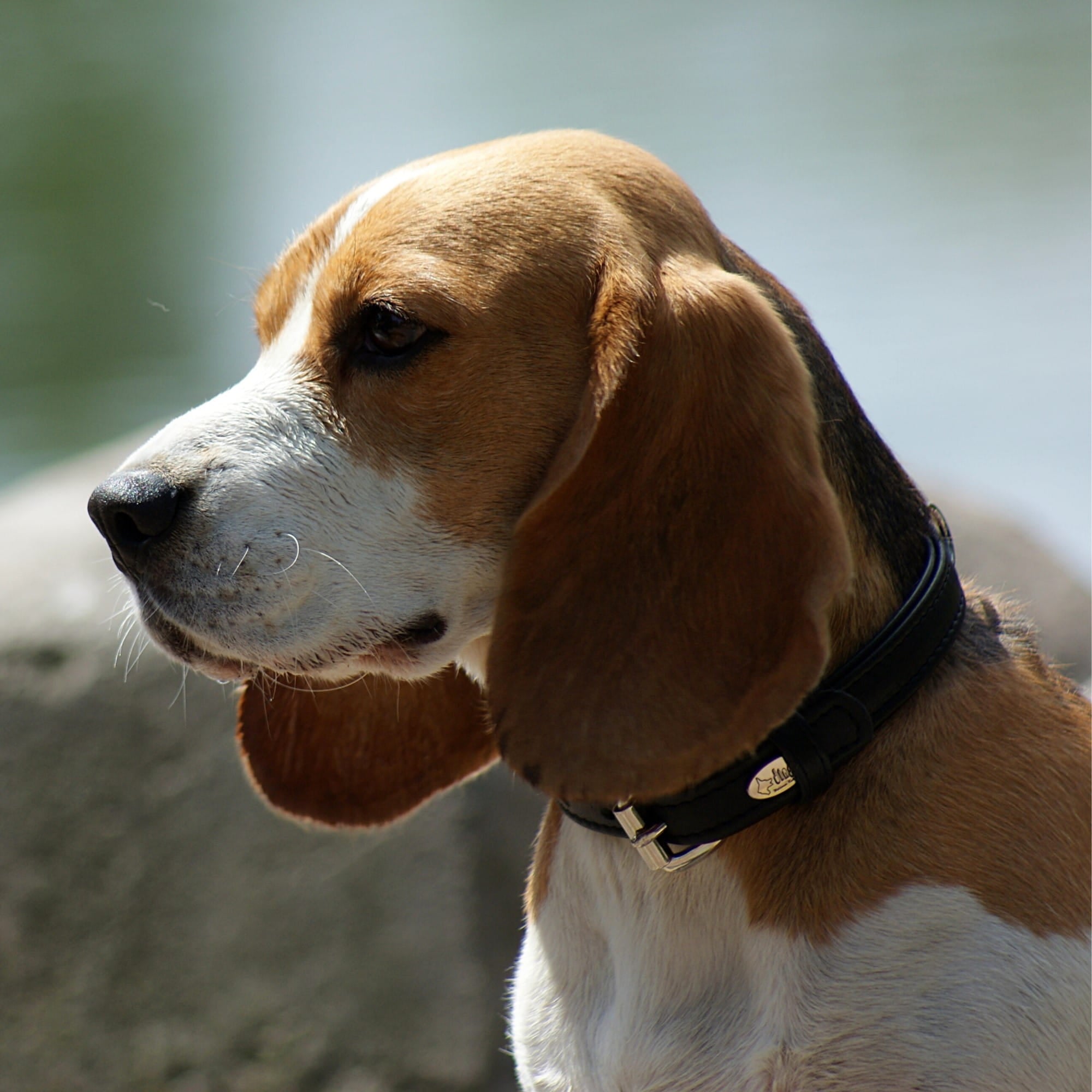 Zgardă pentru câine exclusive