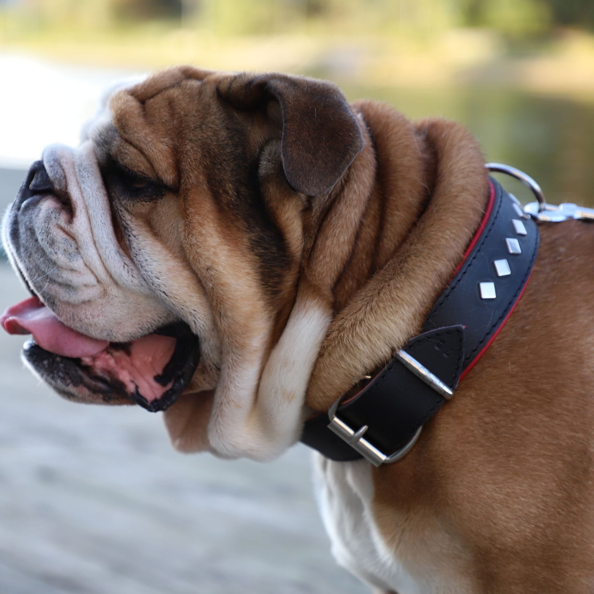 Zgardă decorativă exclusive