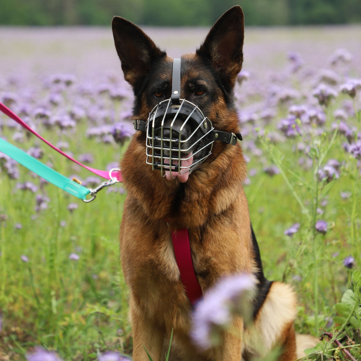 Botniță metalică pentru câini
