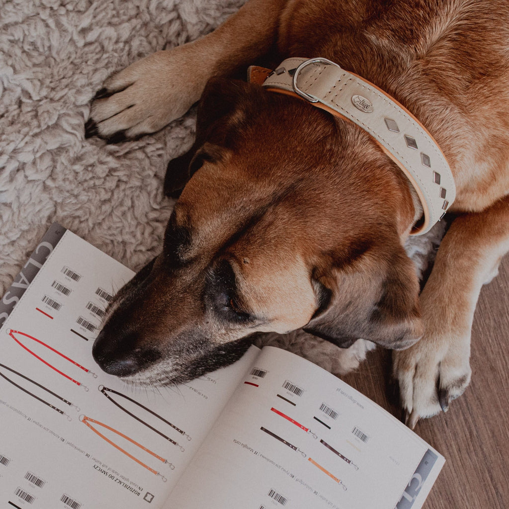 Zgardă decorativă exclusive