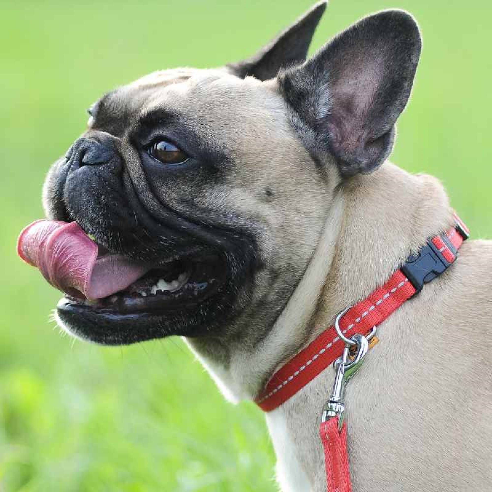 Zgardă reflectorizantă pentru câine tape