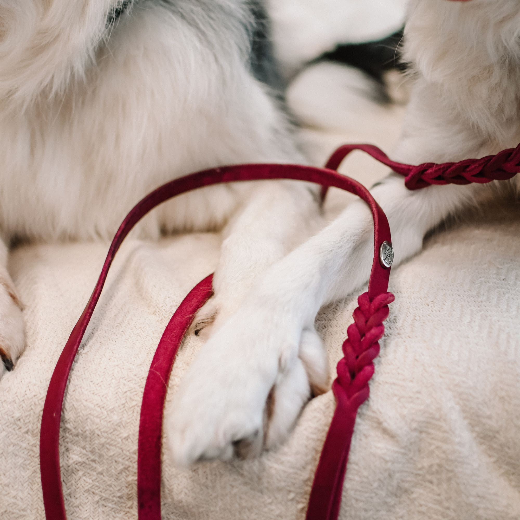 Lesă din piele naturală