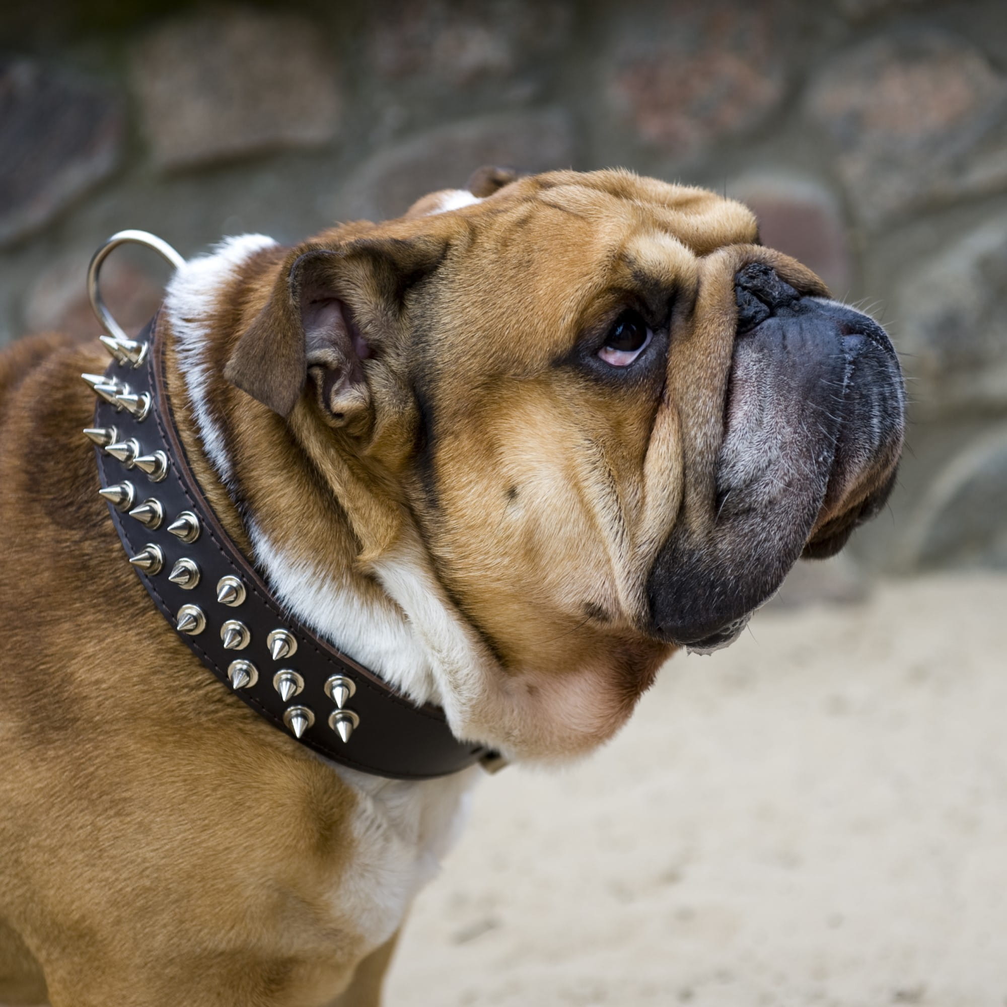 Zgardă căptușită cu piele întoarsă cu ținte