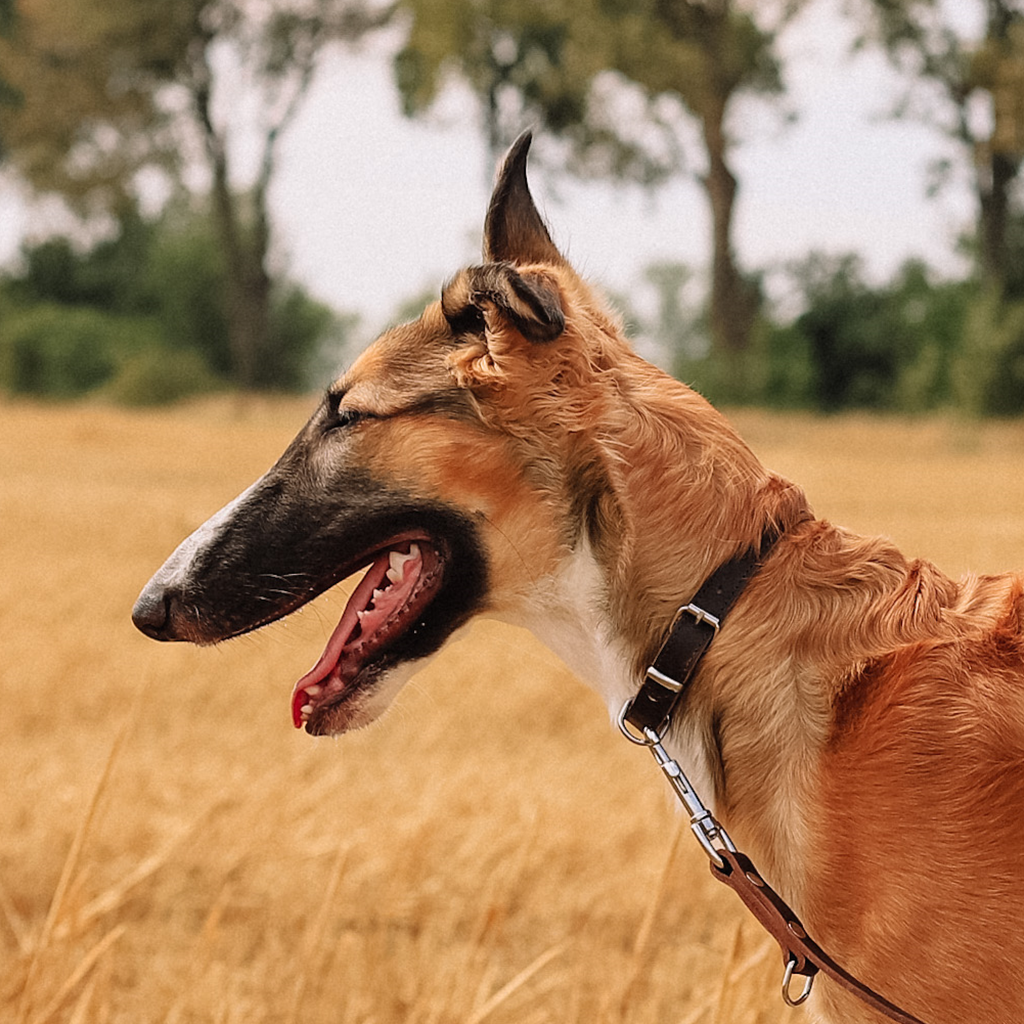 Zgardă clasică cusută dublu