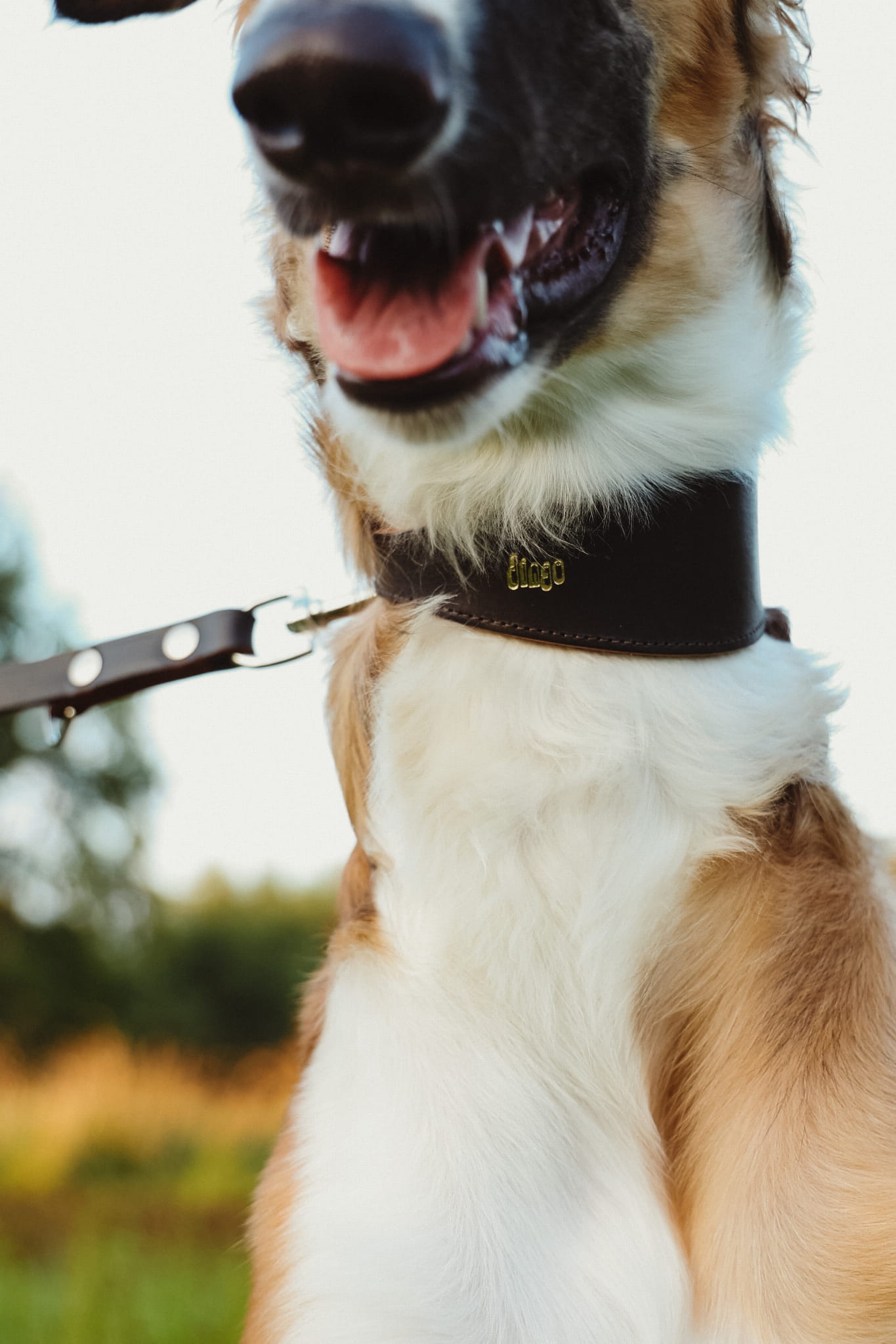 Chart classic collar → Guler clasic chart