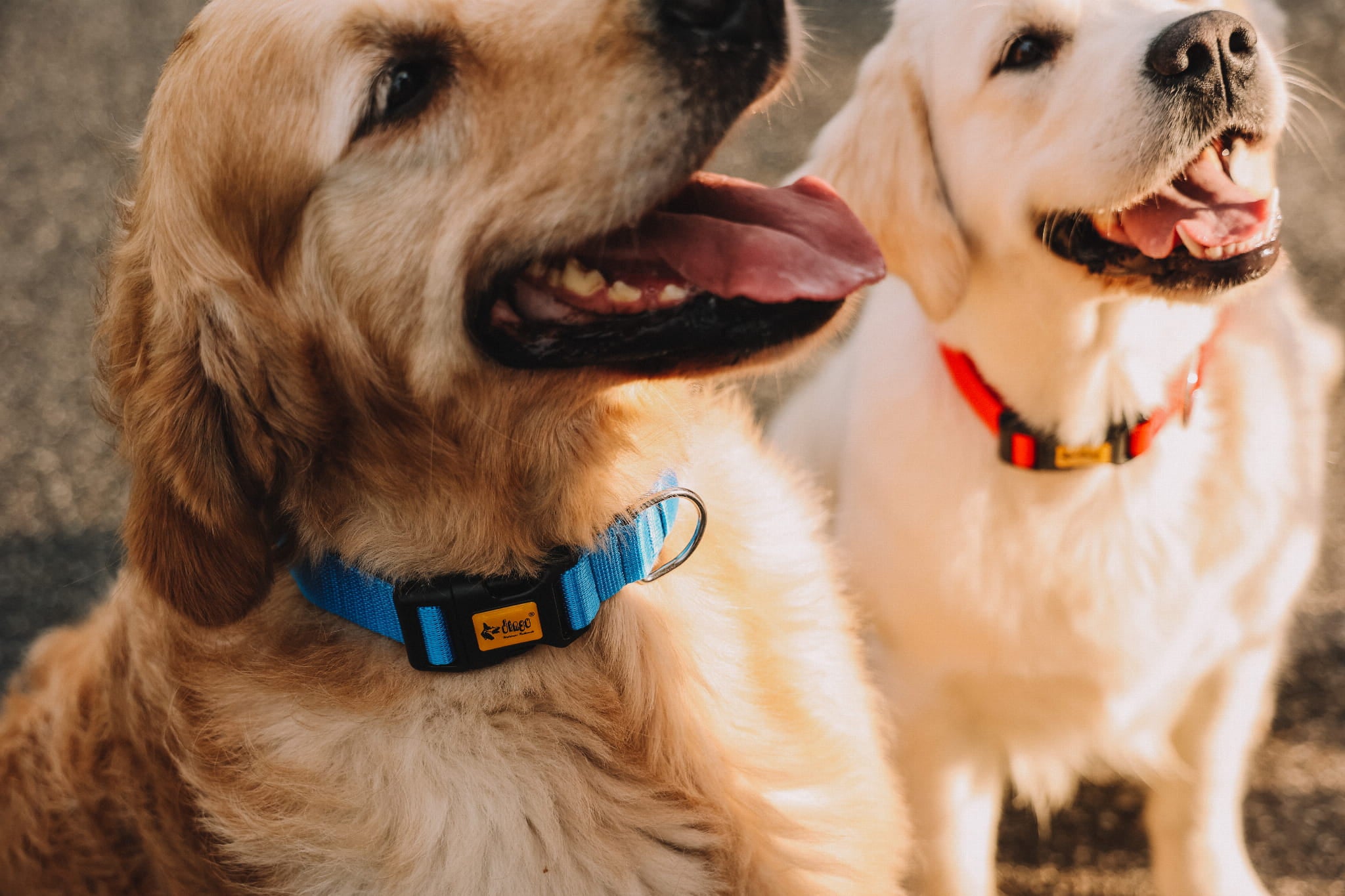 Zgardă reglabilă pentru câine