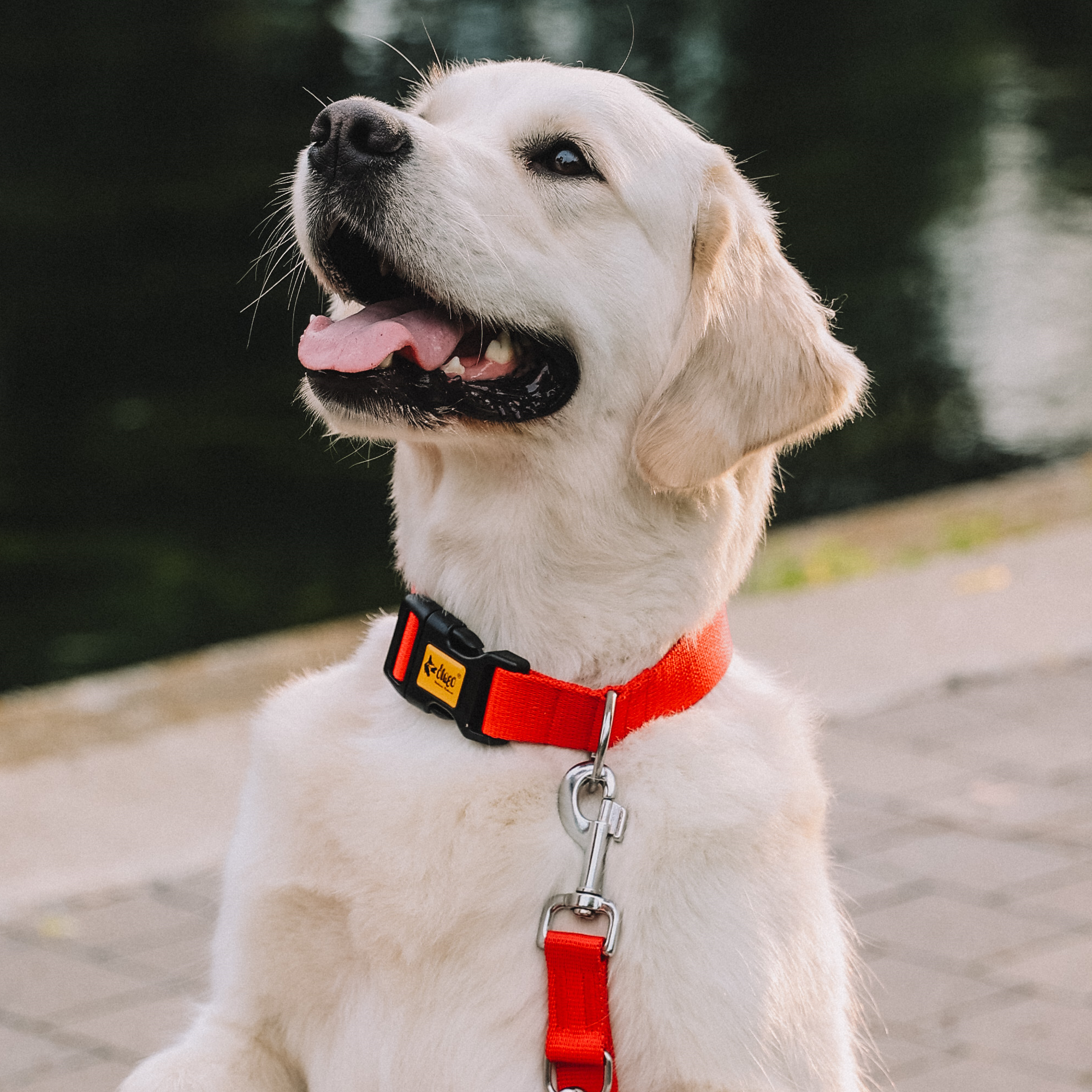 Zgardă reglabilă pentru câine