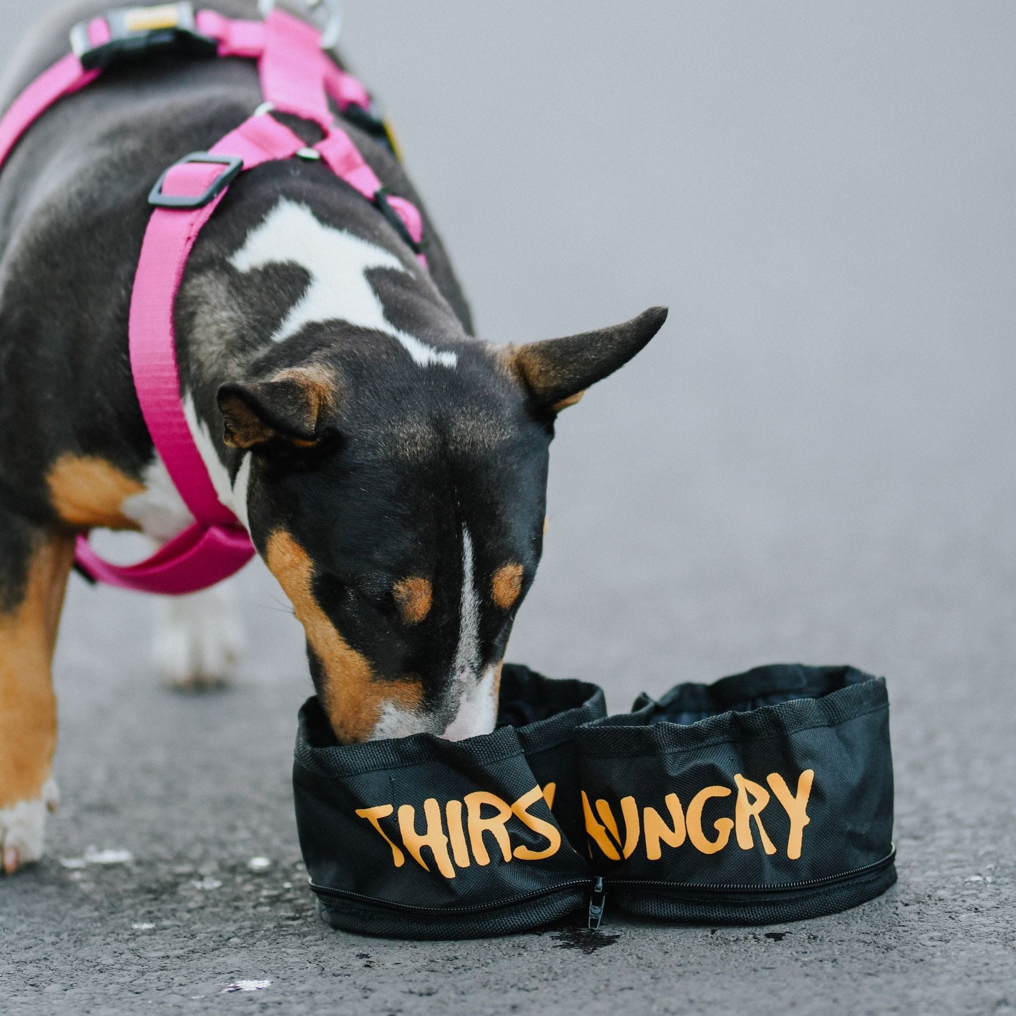 Bol de voiaj pliabil dublu Magellan