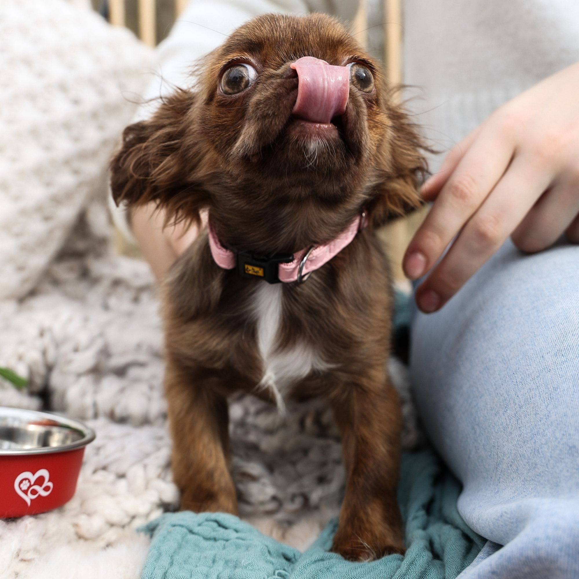 Zgardă basic pentru câine