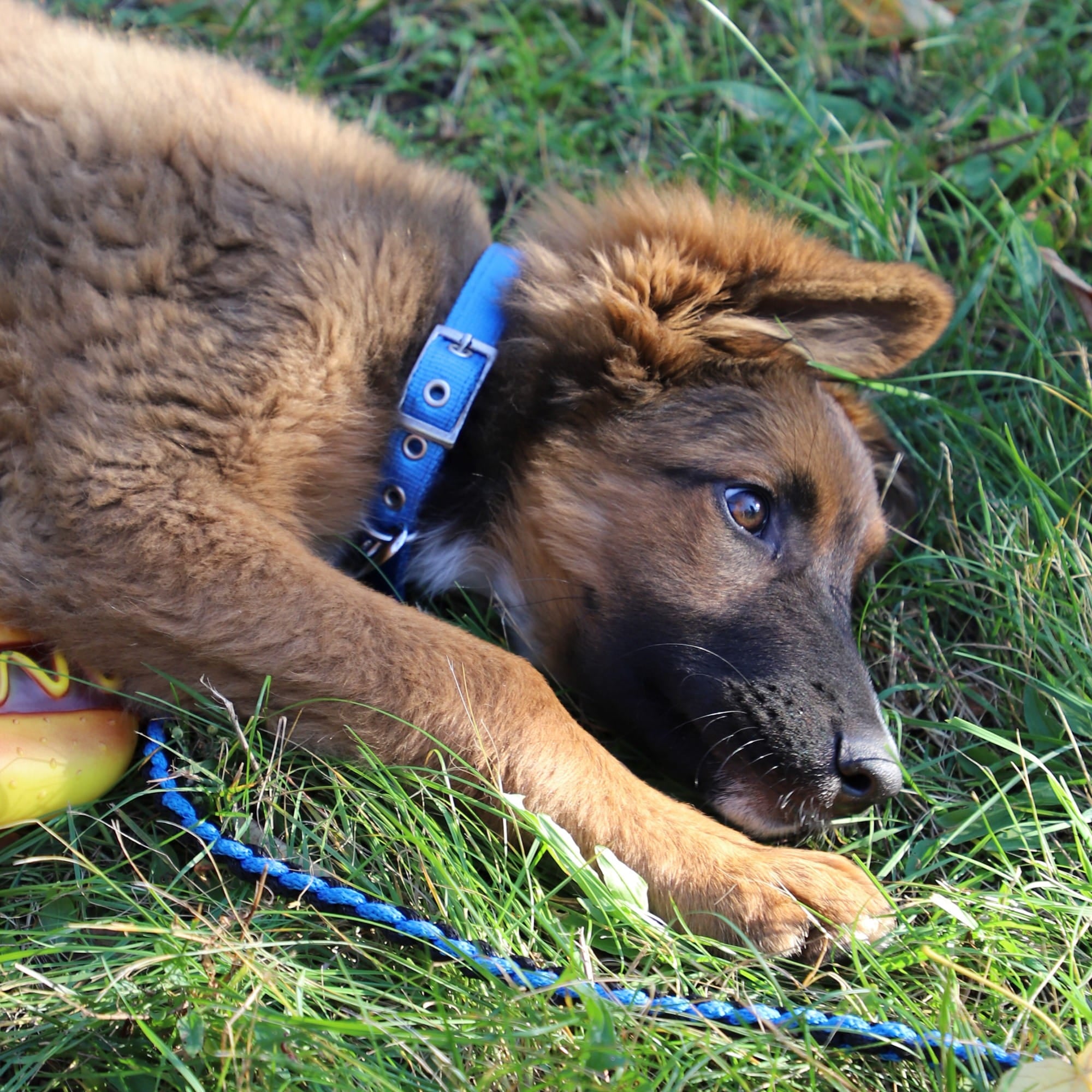 Zgardă pentru câine extra tape