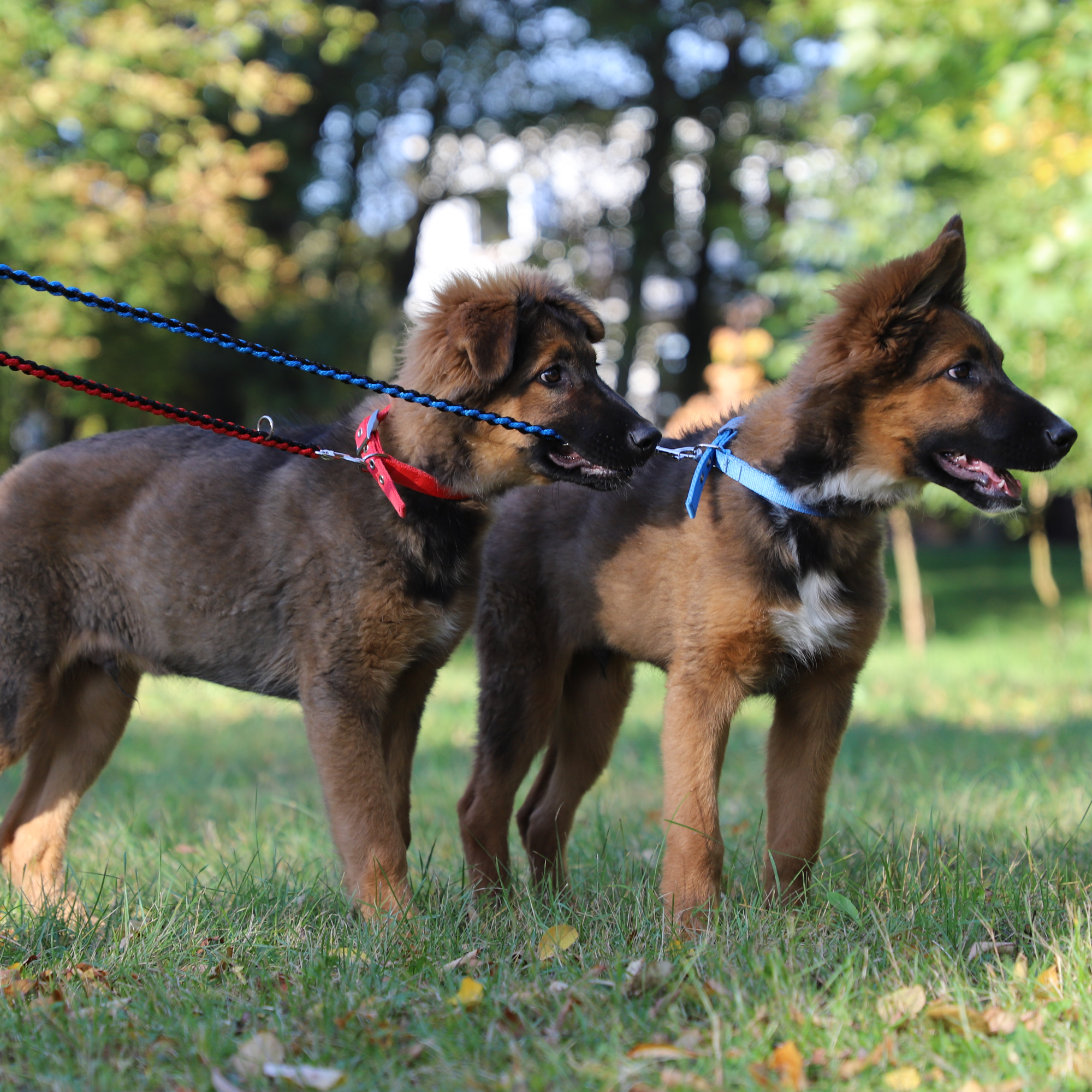 Lesă extensibilă pentru câini Square