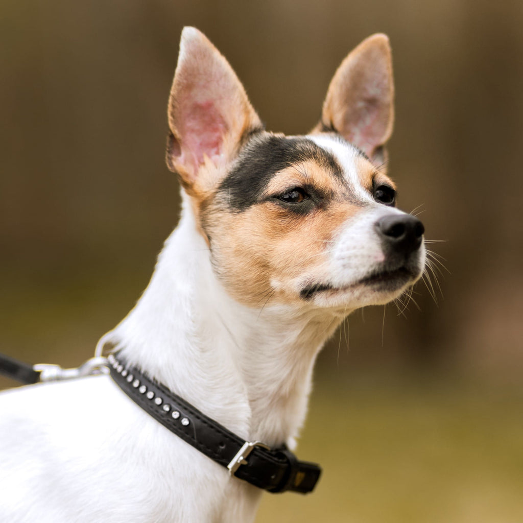 Zgardă pentru câine glamour