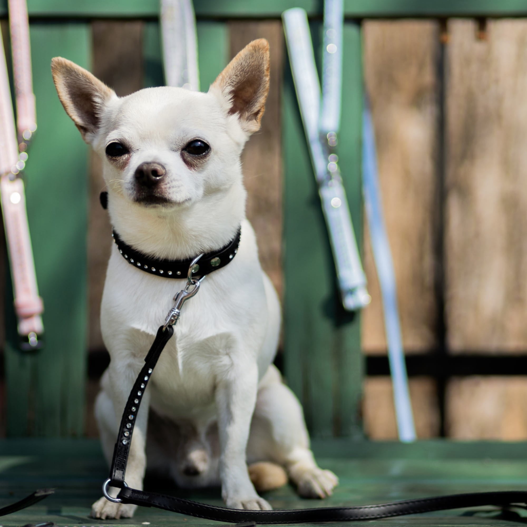 Lesă pentru câini Glamour
