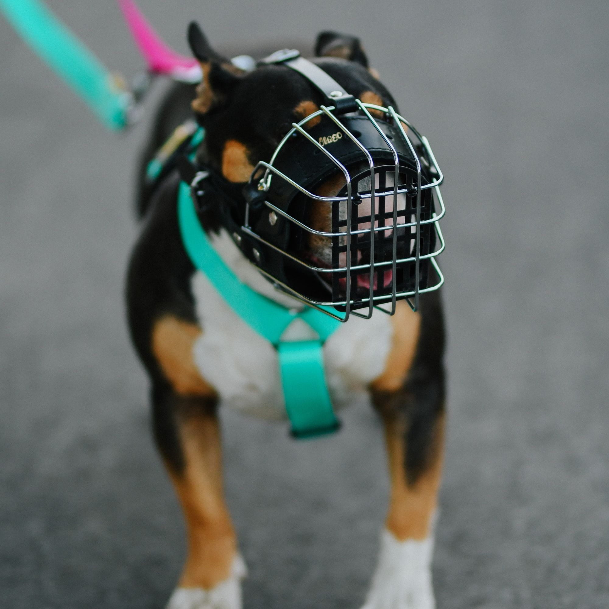 Botniță întărită pentru câiniÎ