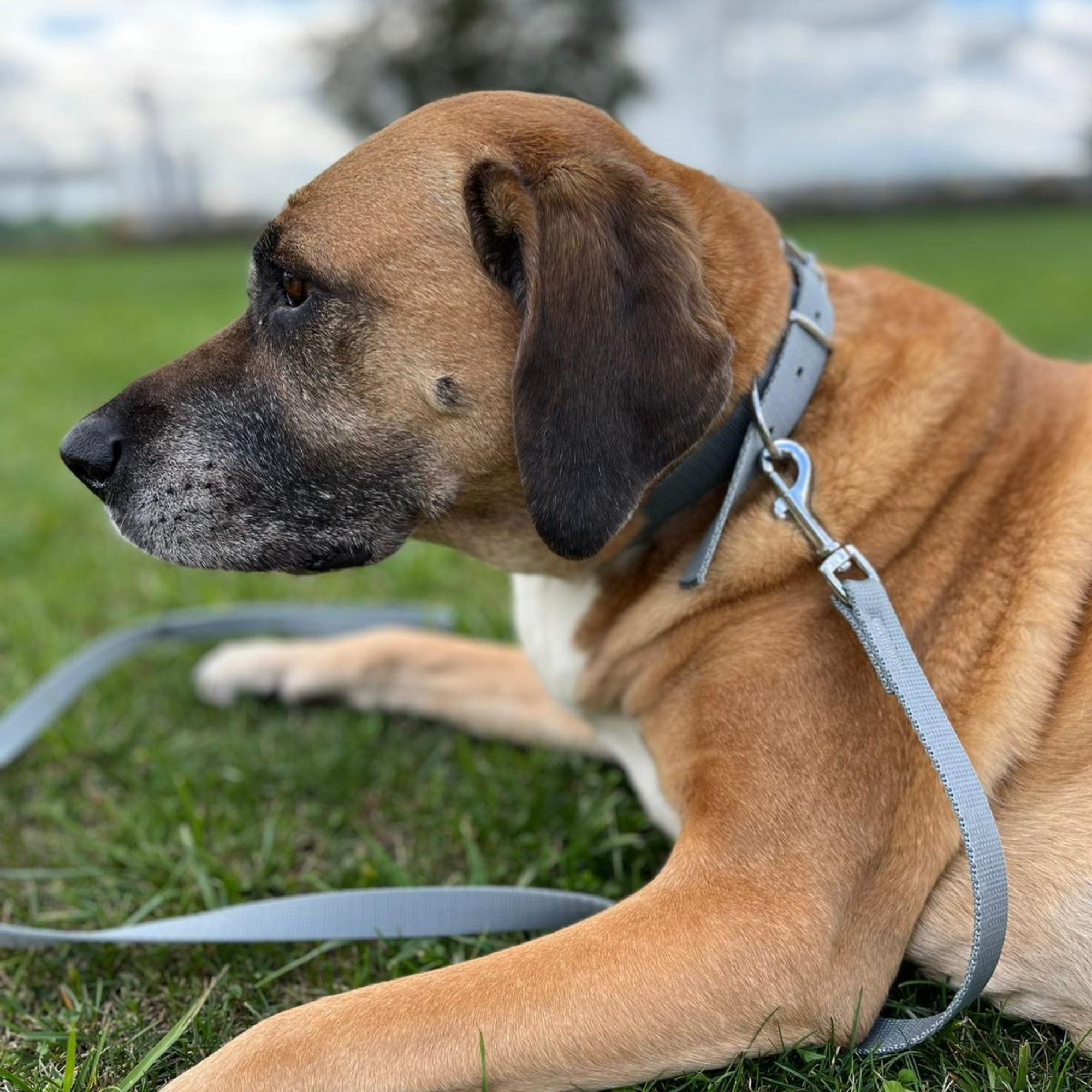 Zgardă cu închidere metalică tape