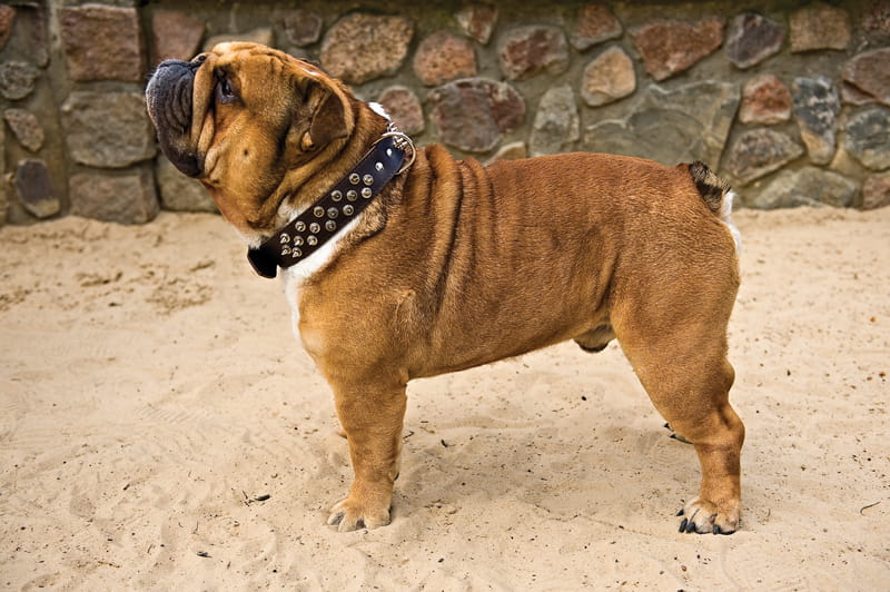 Zgardă căptușită cu piele întoarsă cu ținte