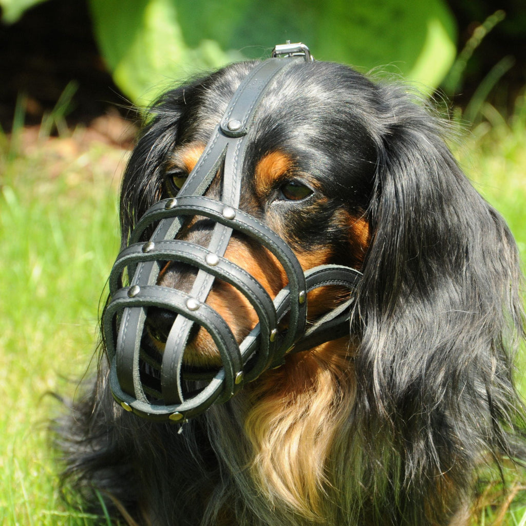 Botniță nituată pentru câini