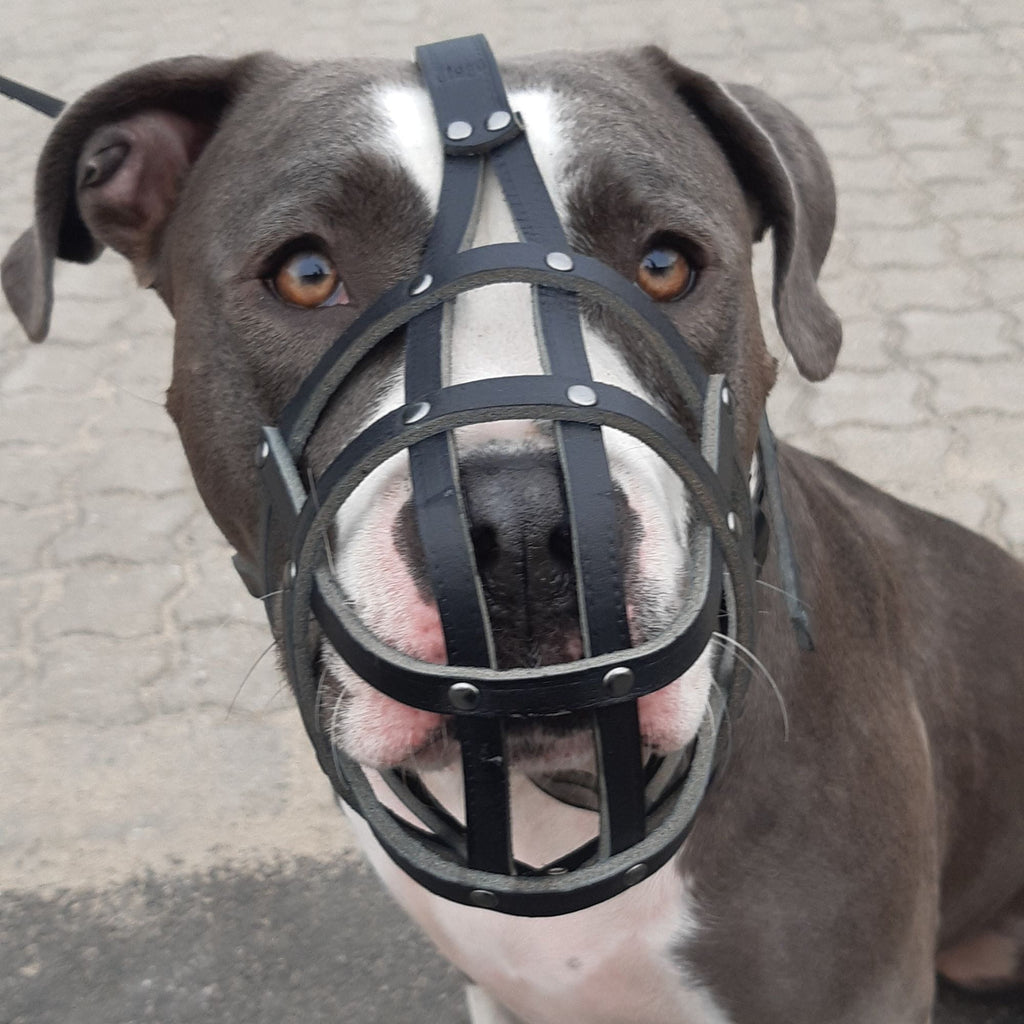 Botniță nituată pentru câini