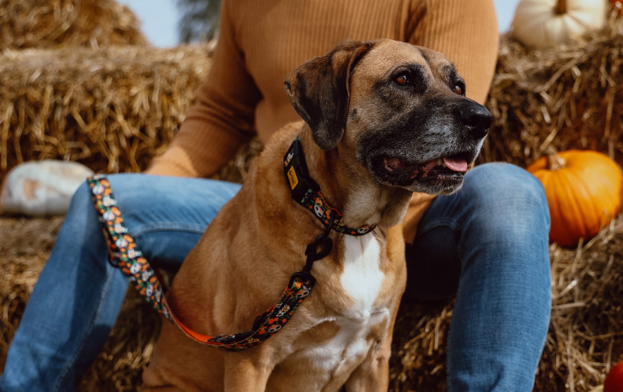 Lesă reglabilă City Chiapas