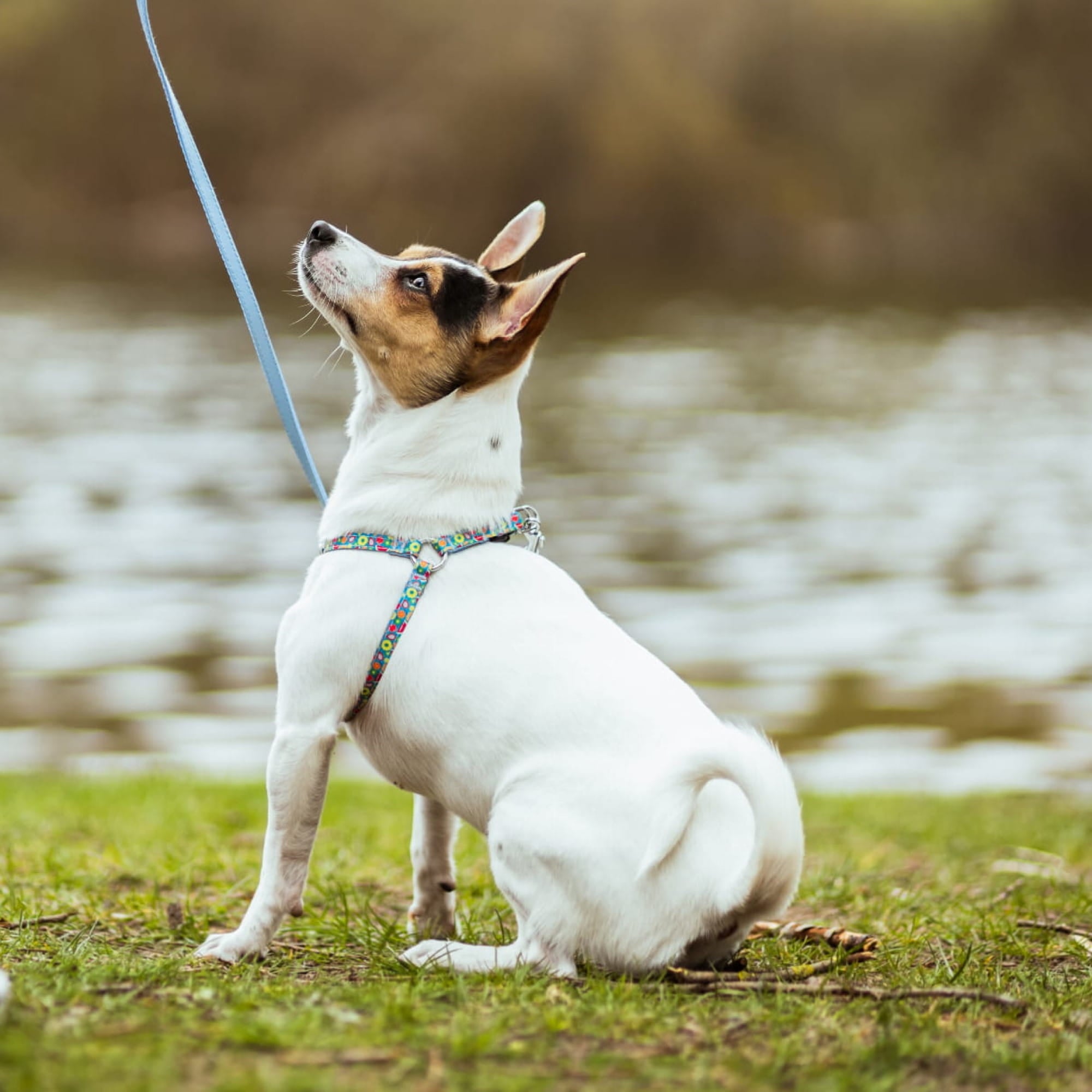 Ham colorat tip step-in pentru câini de talie mică AMERICA