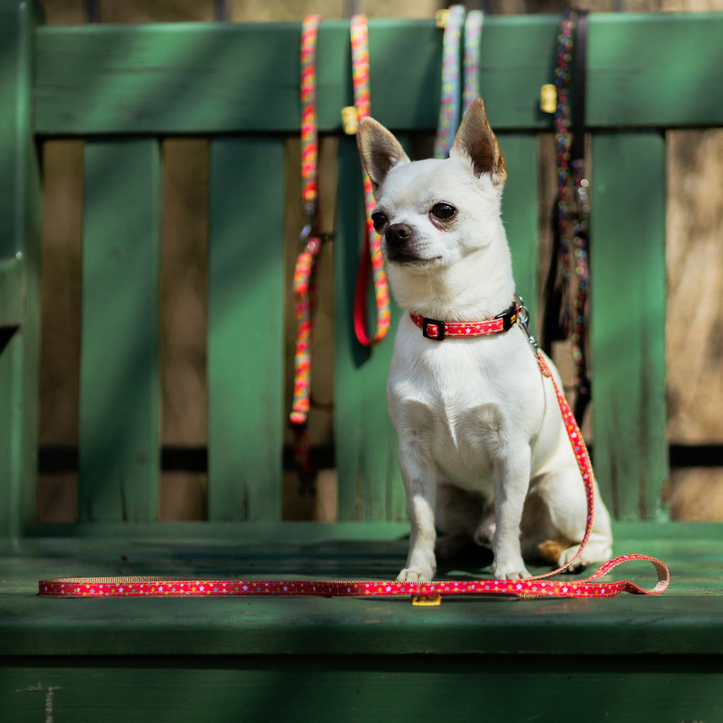 Lesă pentru câini de talie mică și pisici America