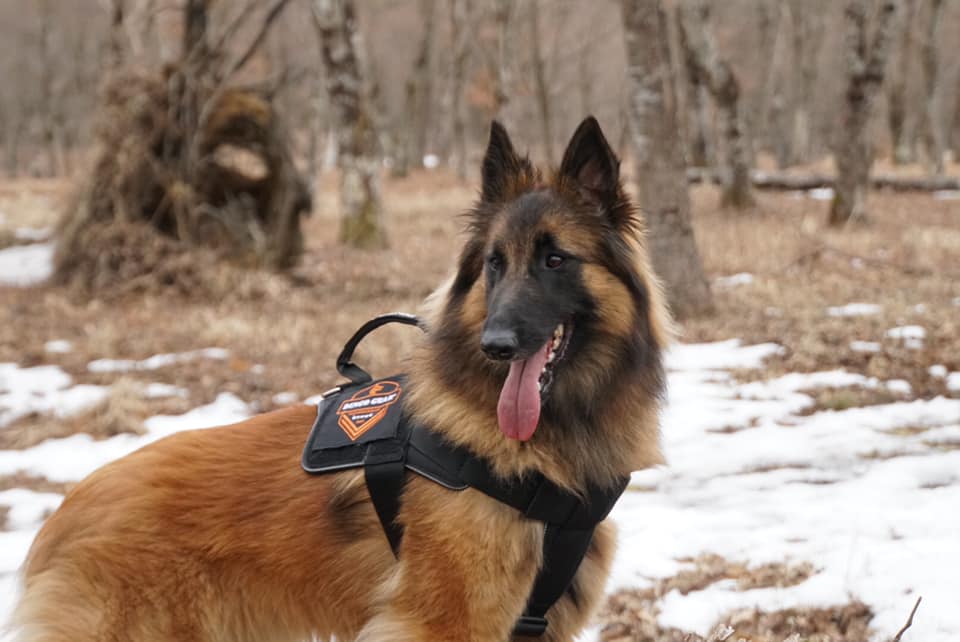 Dingo Gear – Ham multifuncțional pentru câini destinat patrulării și antrenamentului tactic