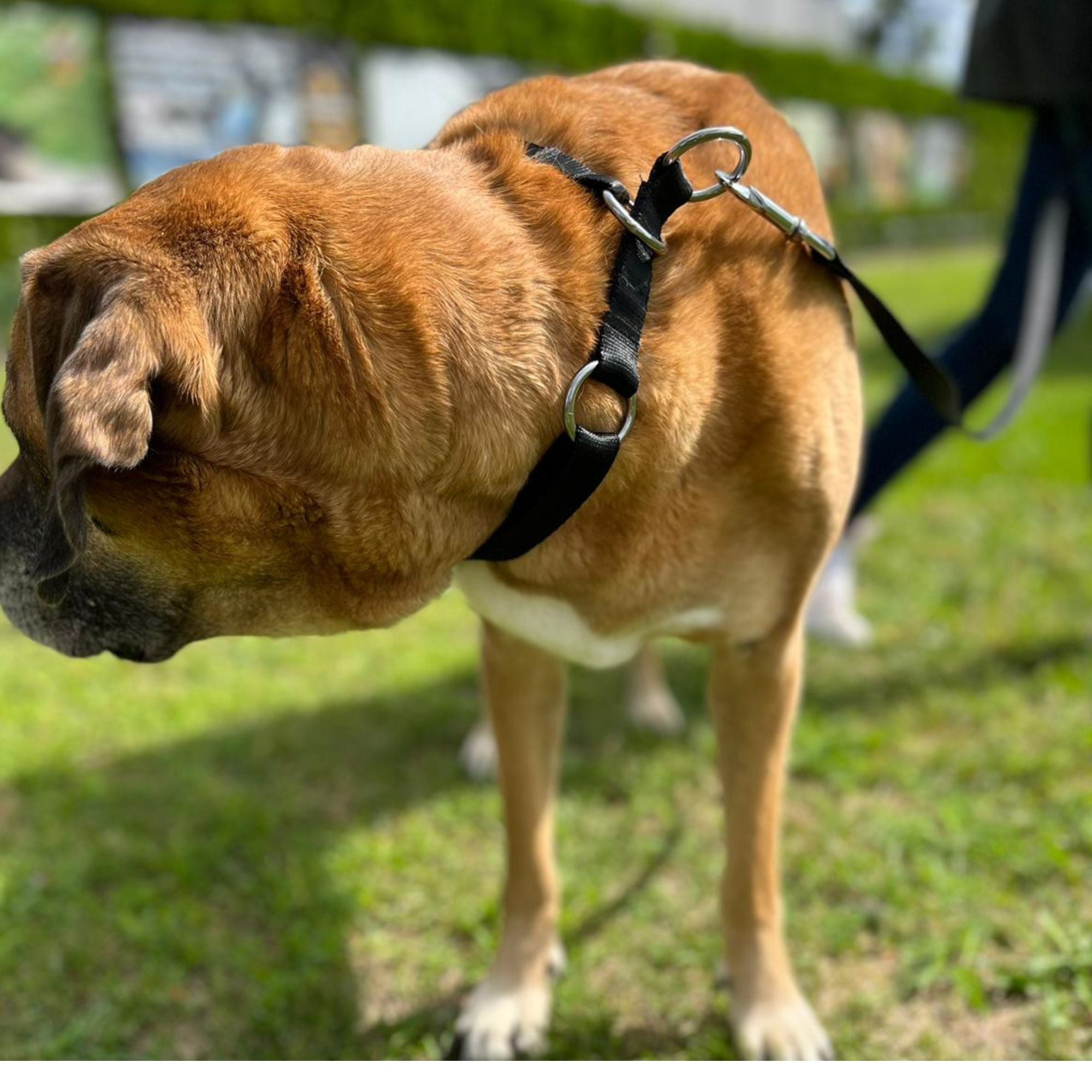 Zgardă strângătoare reglabilă