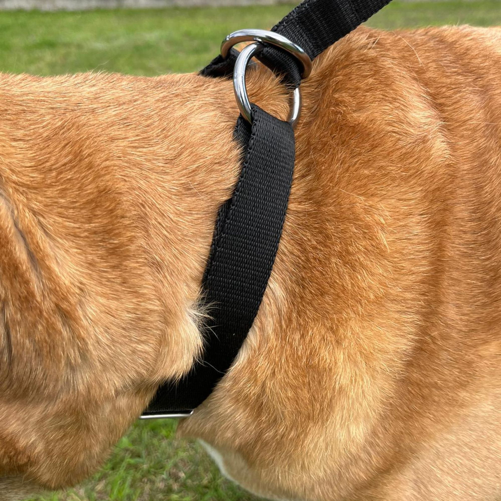 Zgardă strângătoare reglabilă