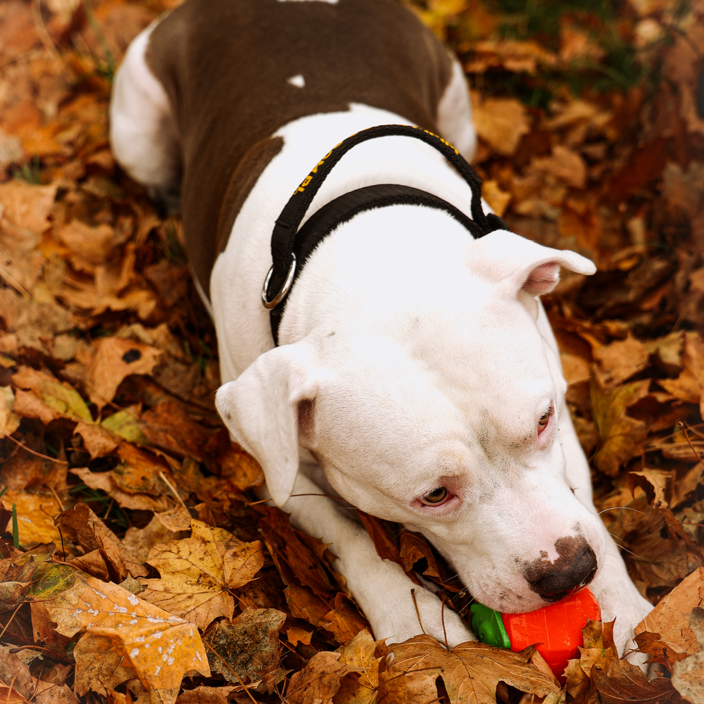 Minge pentru câini din cauciuc dur TPR roșie 9 cm