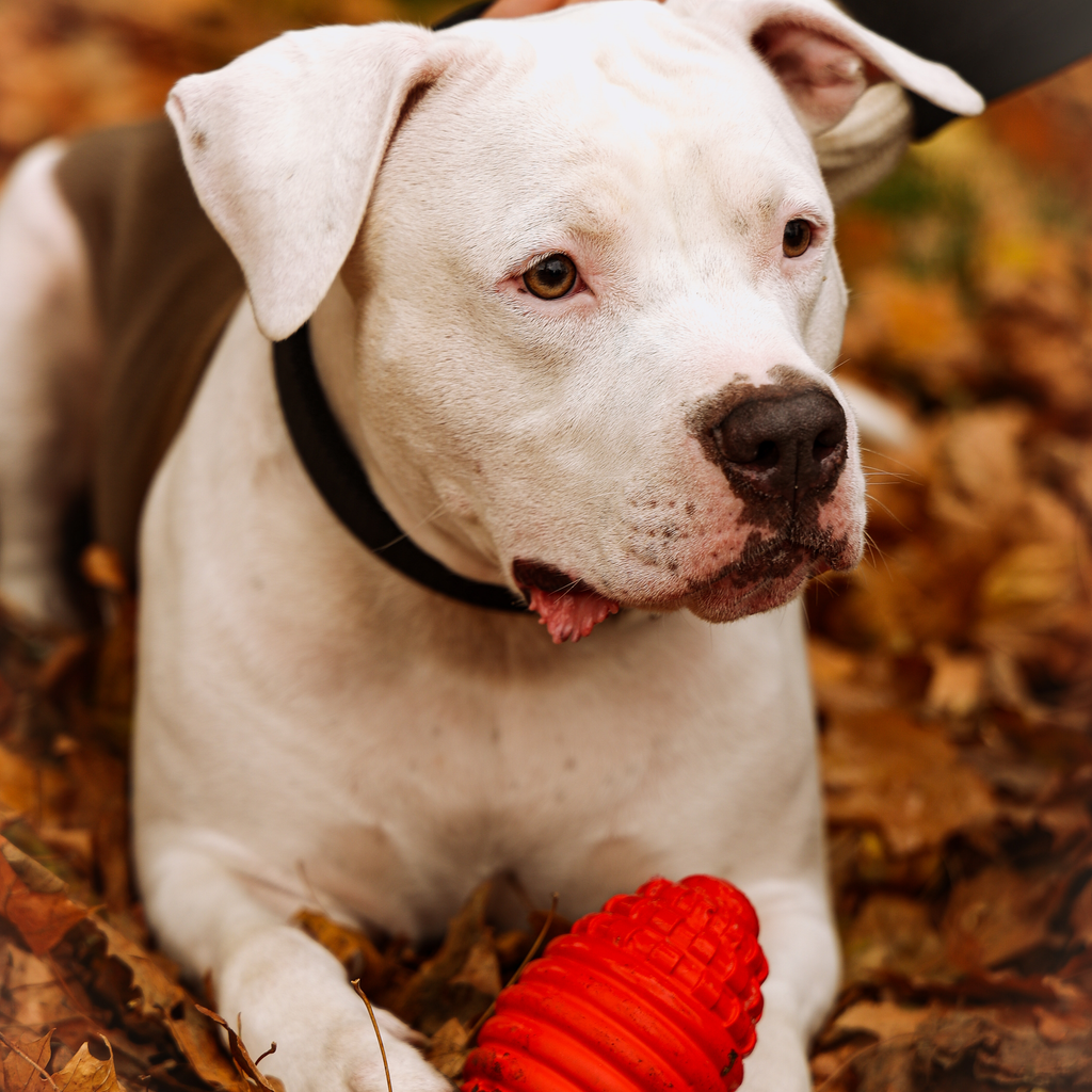 Jucărie pentru câini minge rugby din cauciuc dur TPR 14,5 cm