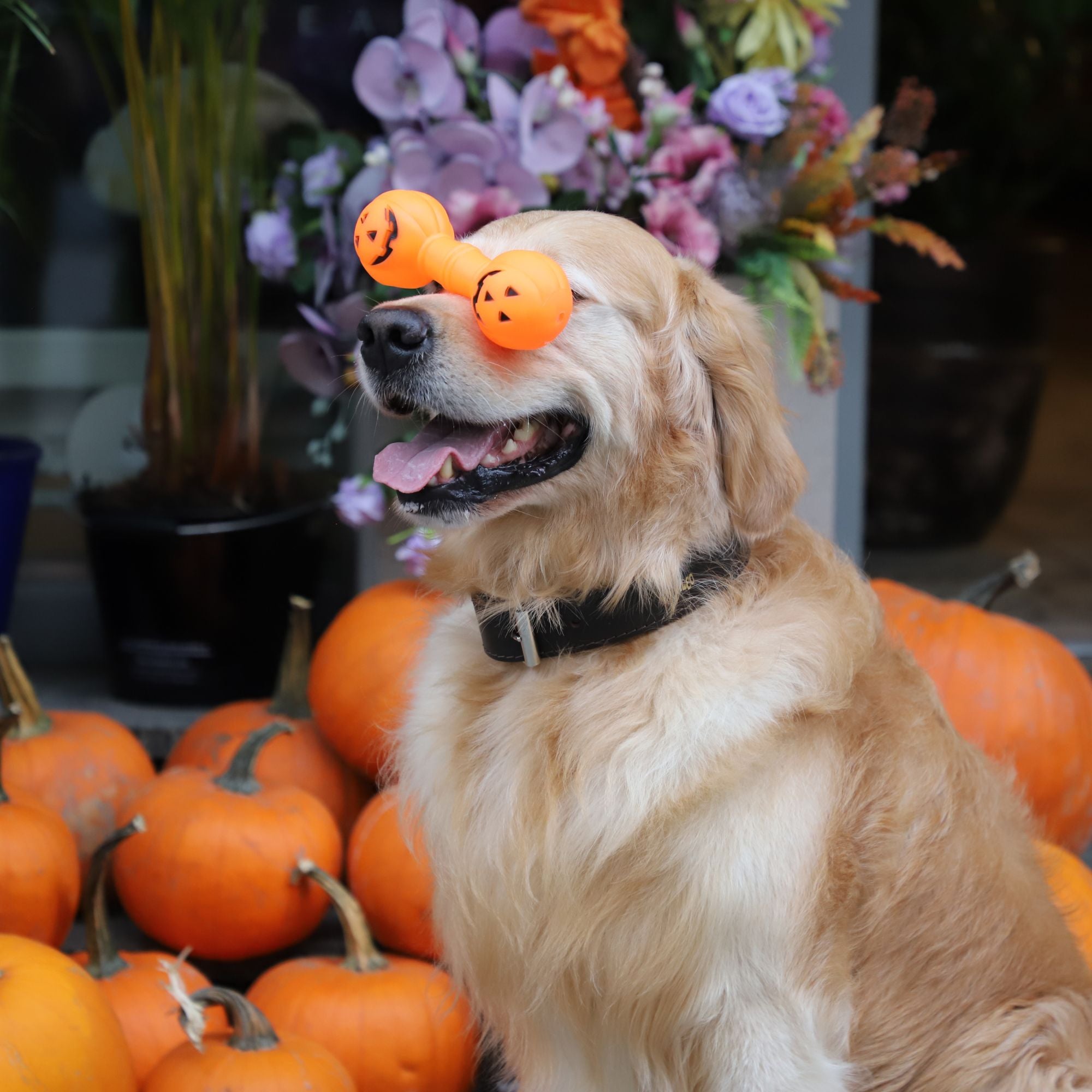 Jucărie pentru câini ganteră dovleac cu fluier