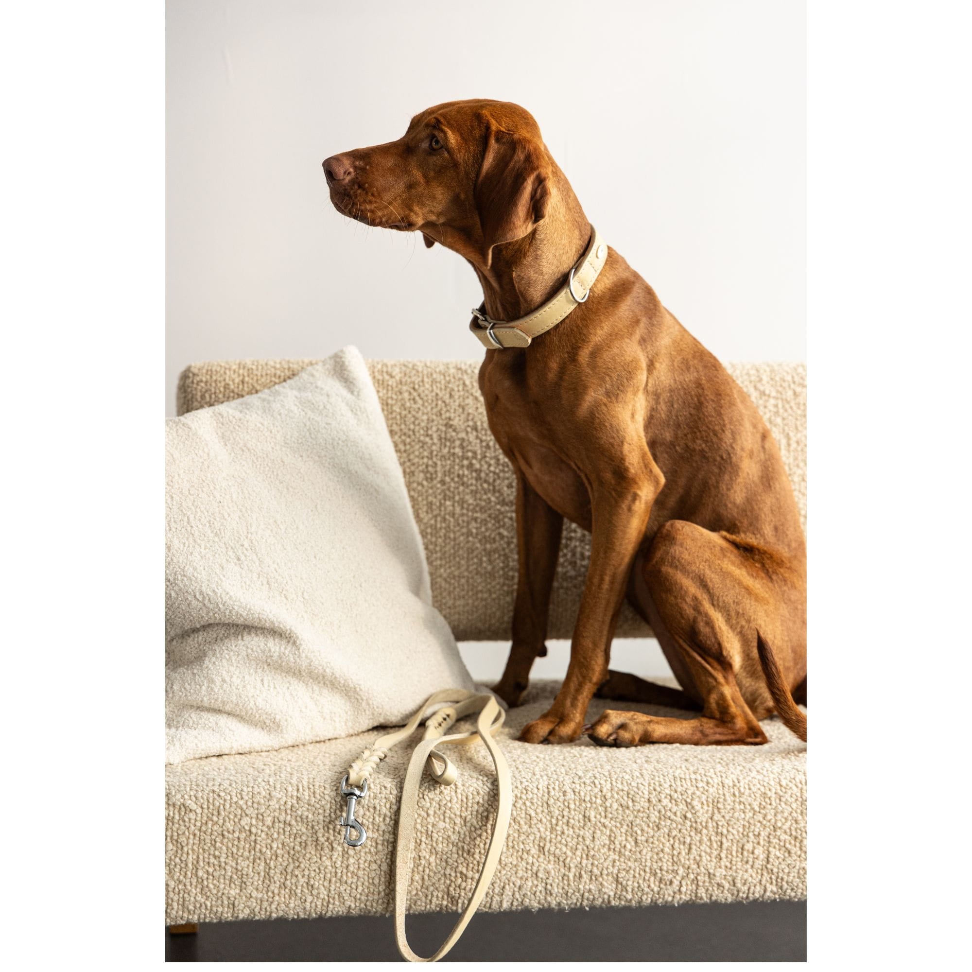 Zgardă clasică căptușită cu piele