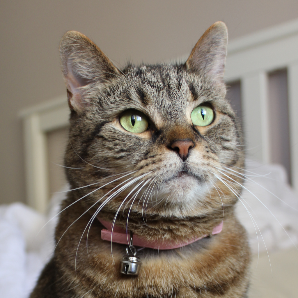 Zgardă pentru pisici basic